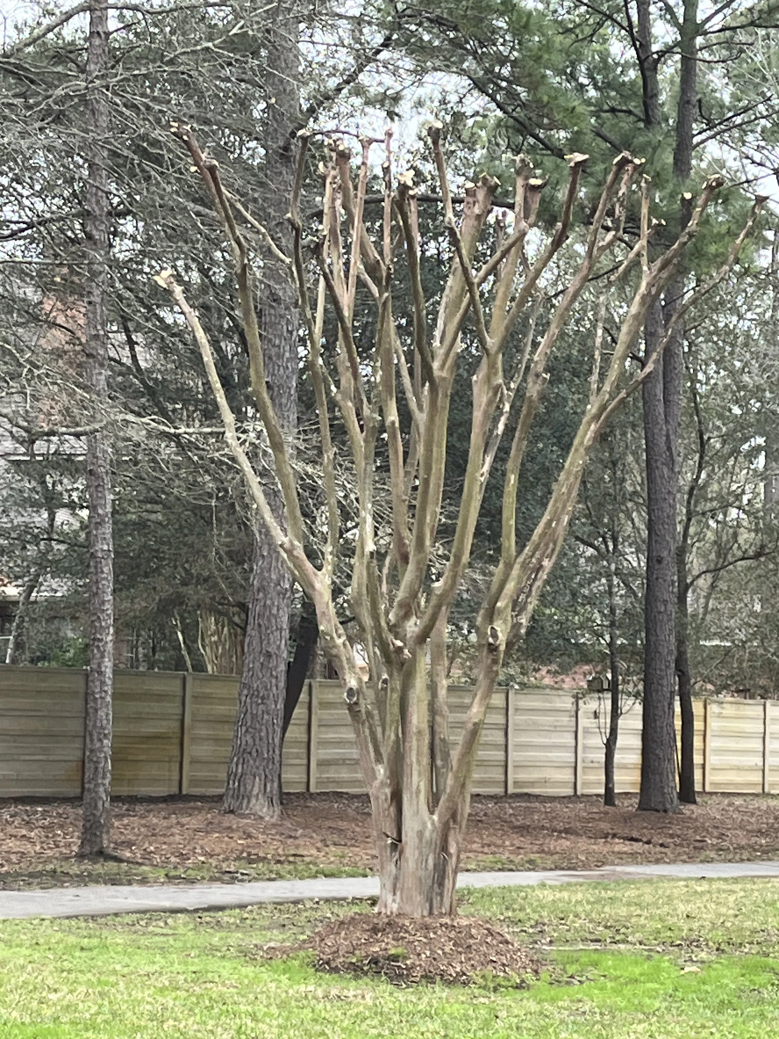 Crape Myrtles – To Prune or Not to Prune; That is the Question