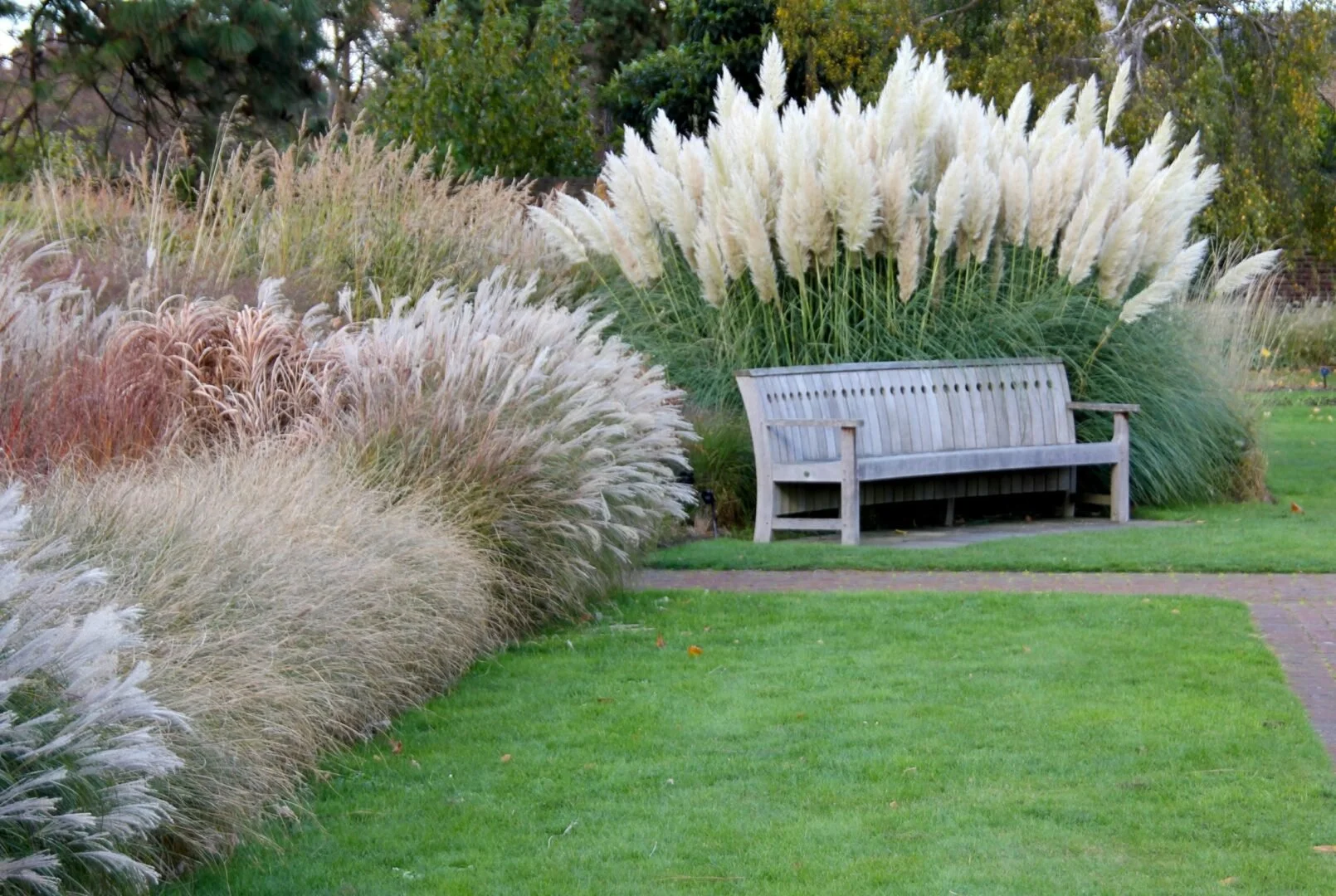 Ornamental Grasses in the Garden