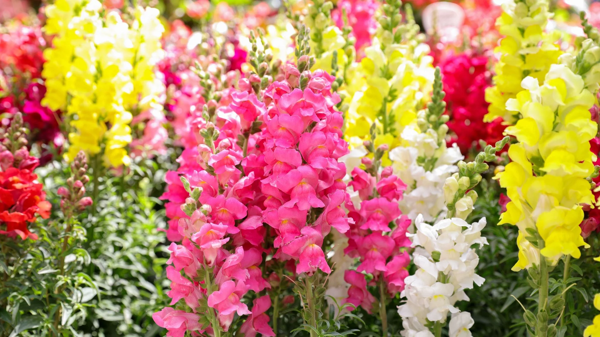 Bring Fall Colors to Your Landscape With These Annual Flowers!