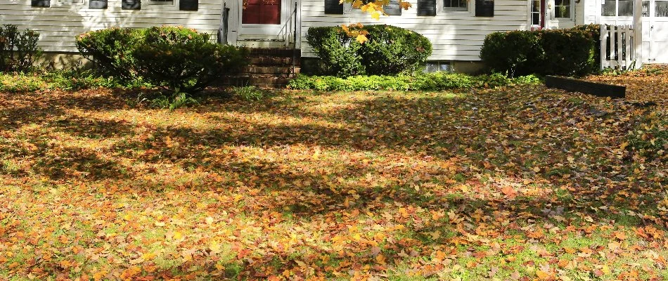 Dry brown leaves on a lawn in Kingwood, TX.