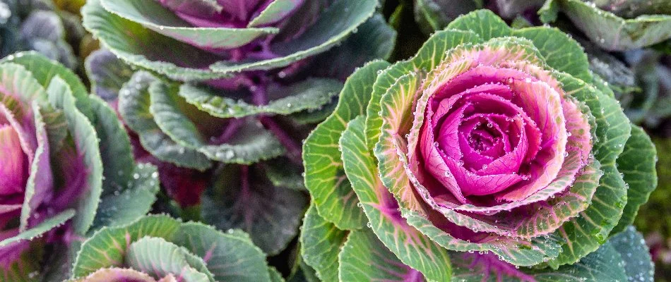 Ornamental kale with water droplets in Kingwood, TX.