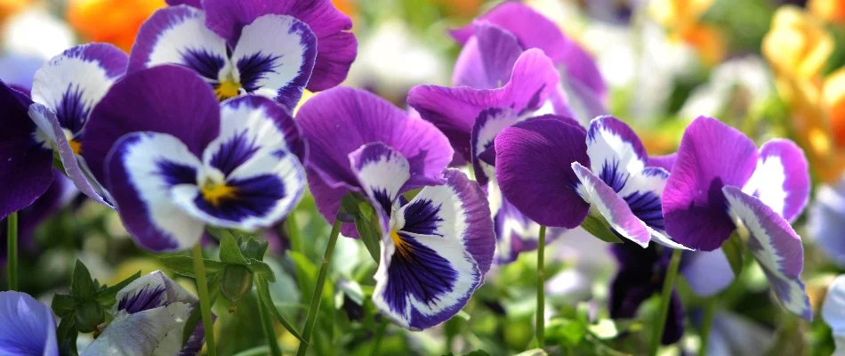 Purple pansies in Kingwood, TX.