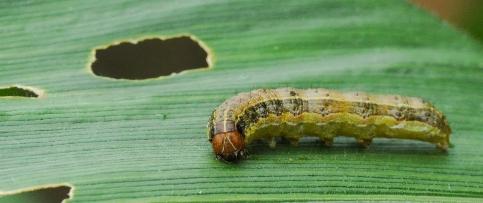 Armyworm chewing on a grass blade in Kingwood, TX.
