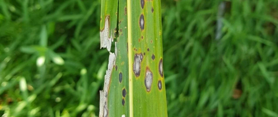 Gray leaf spot on grass blade in Kingwood, TX.