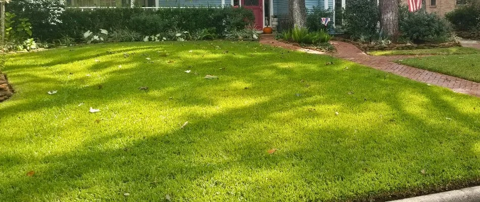 Dense, green grass in Conroe, TX.