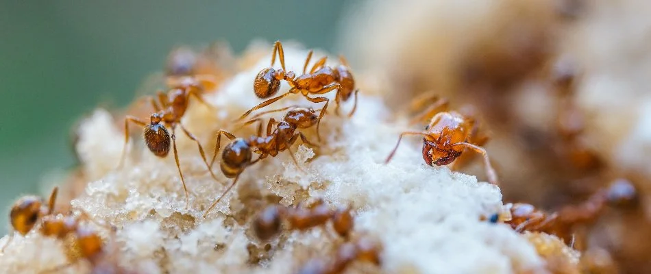 Fire ants on their mound in Kingwood, TX.