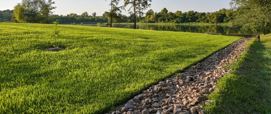 Grass and dry creek bed in Kingwood, TX.