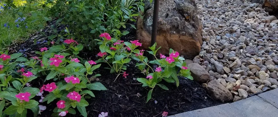Landscape in The Woodlands, TX, with flowers, mulch, and rocks.