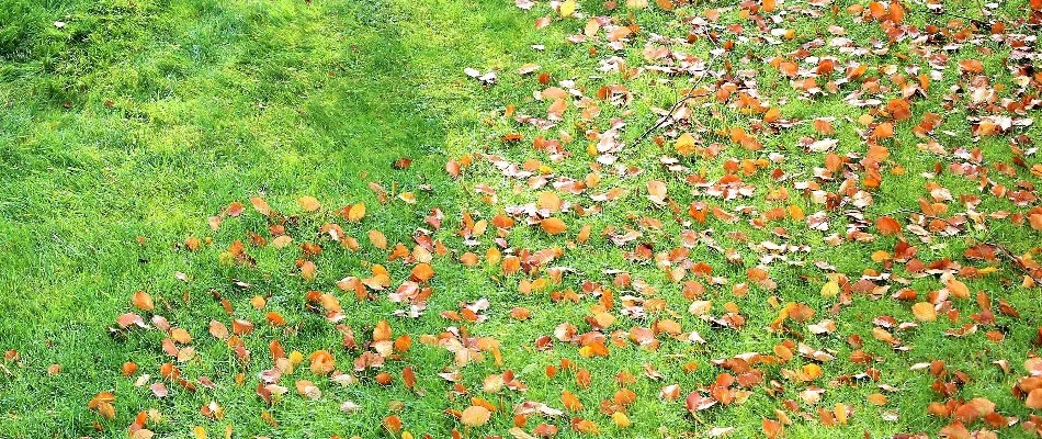 Lawn in Kingwood, TX, with dry brown leaves.