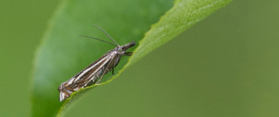 Leaf in Kingwood, TX, with a sod webworm.