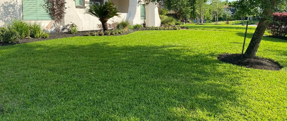 Lush, green grass in front of a house in Kingwood, TX.
