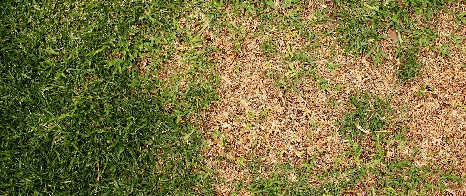 Brown patch of grass from a disease.