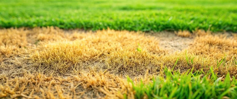 Take-all patch on a lawn in Kingwood, TX.