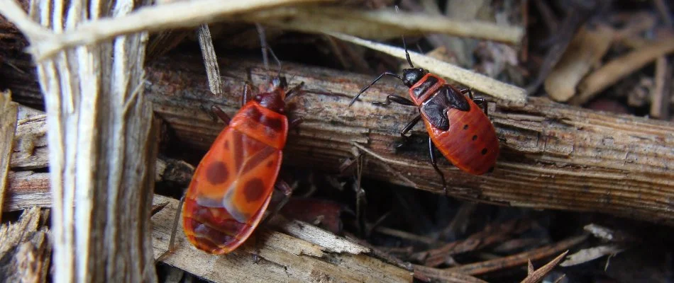 Two chinch bugs in Kingwood, TX, on a twig.