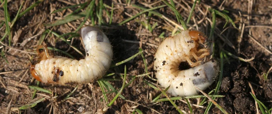 Two white grubs on a lawn in Kingwood, TX.
